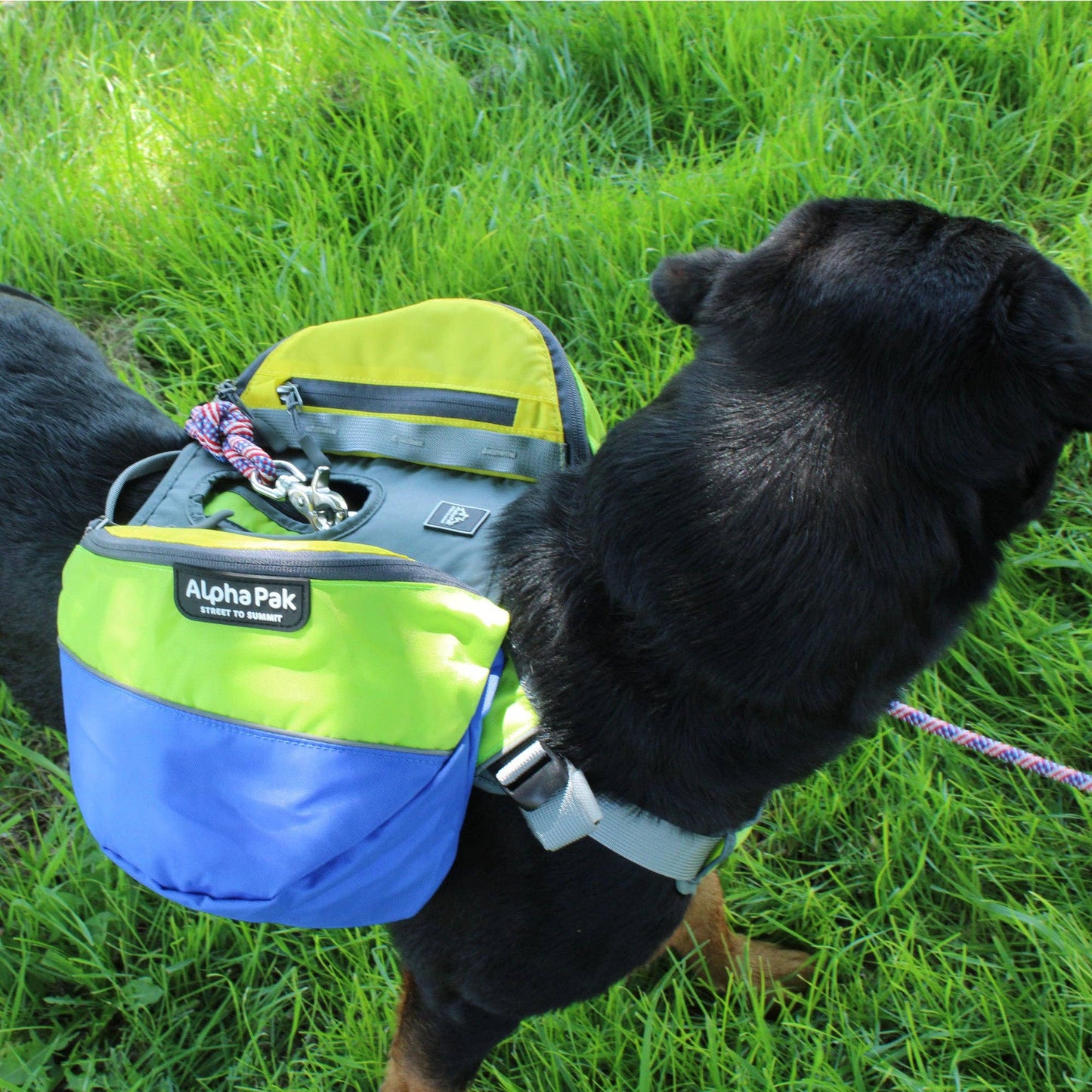 Adventurer 2-piece Dog Pack With EZ Latch™  Harness - RAIN FOREST