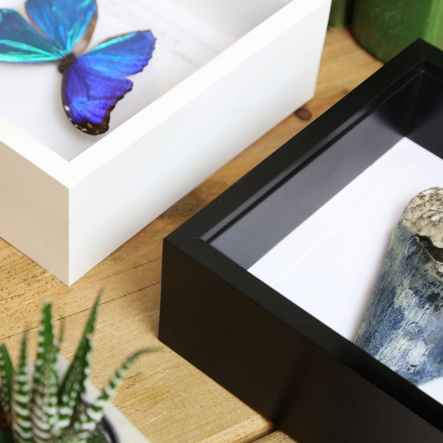 Dobsonfly Taxidermy Box Frame