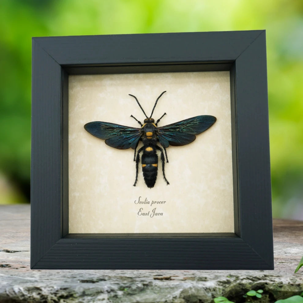 Giant Solitary Wasp Megascolia procer