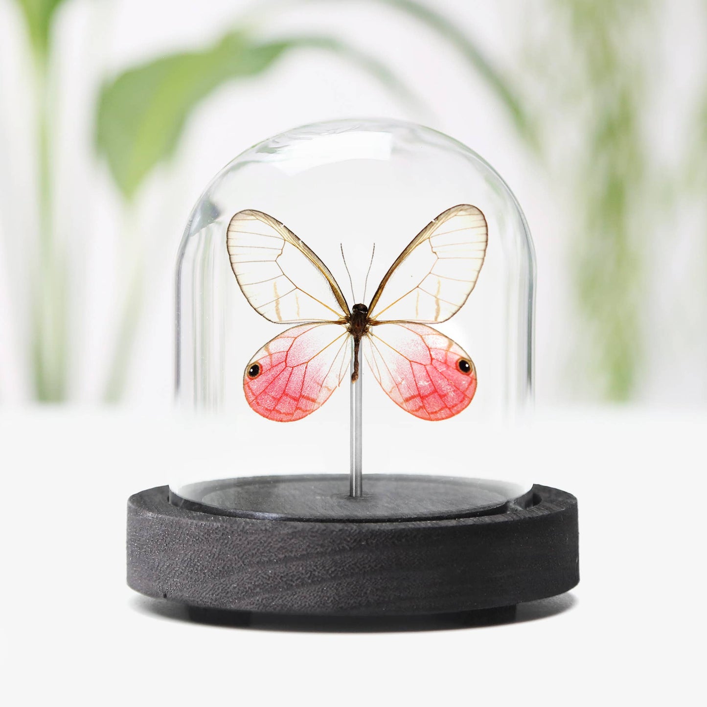 Blushing Phantom Butterfly Insect Bug Taxidermy Bell Jar