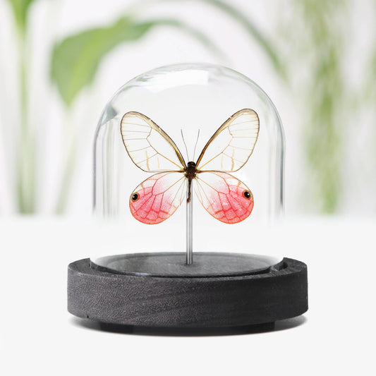 Blushing Phantom Butterfly Insect Bug Taxidermy Bell Jar