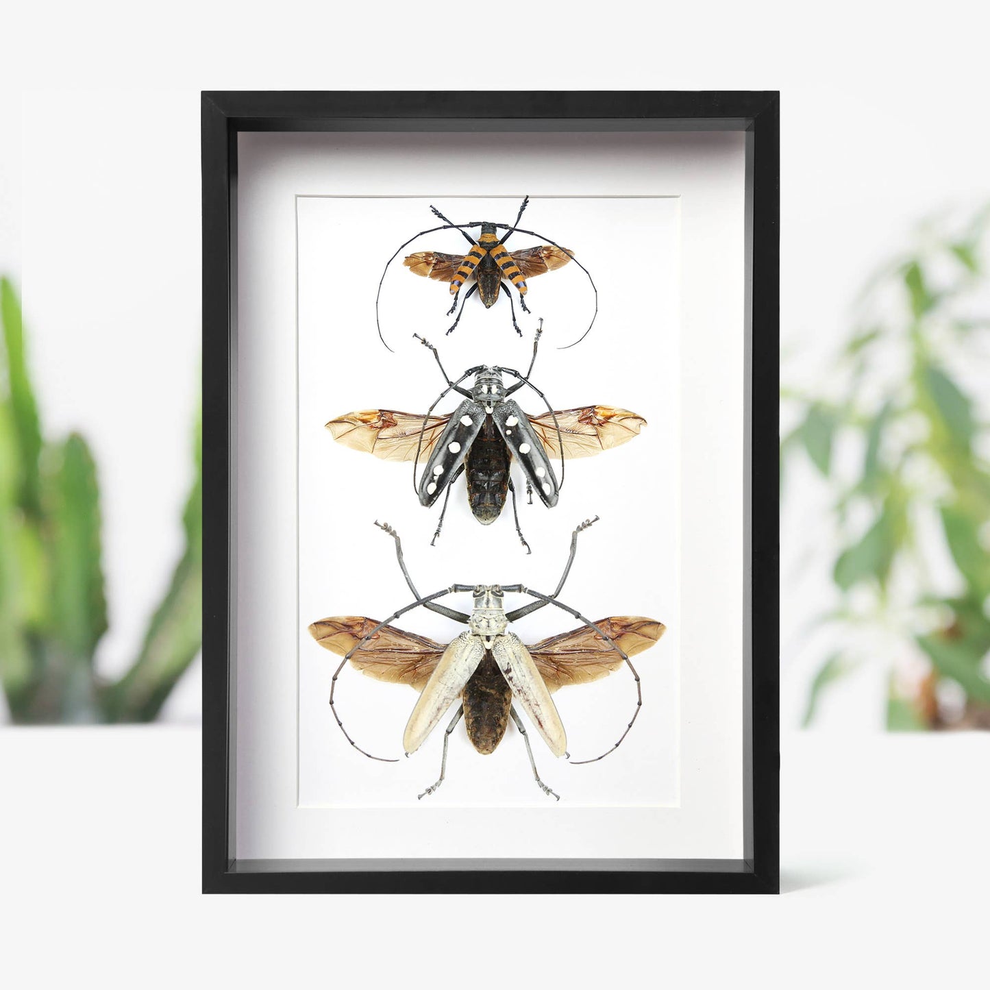 Longhorn Beetle Collection Insect Bug Taxidermy Box Frame