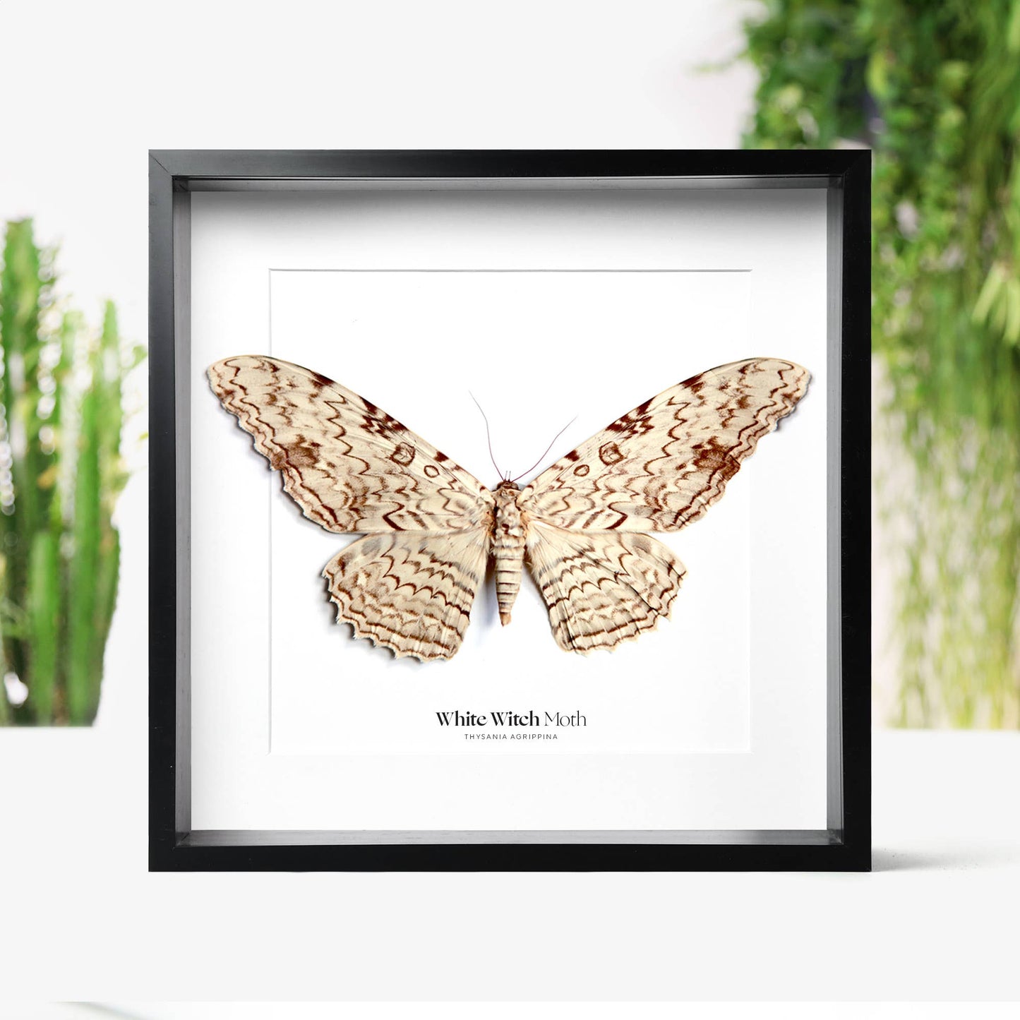 White Witch Moth Insect Bug Taxidermy Box Frame