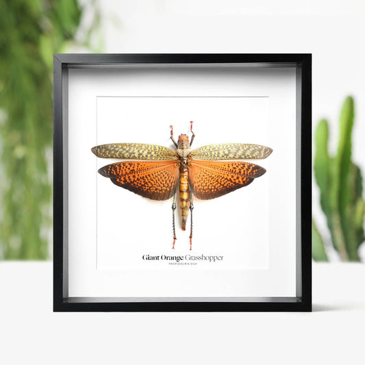 Giant Orange Grasshopper Insect Bug Taxidermy Box Frame