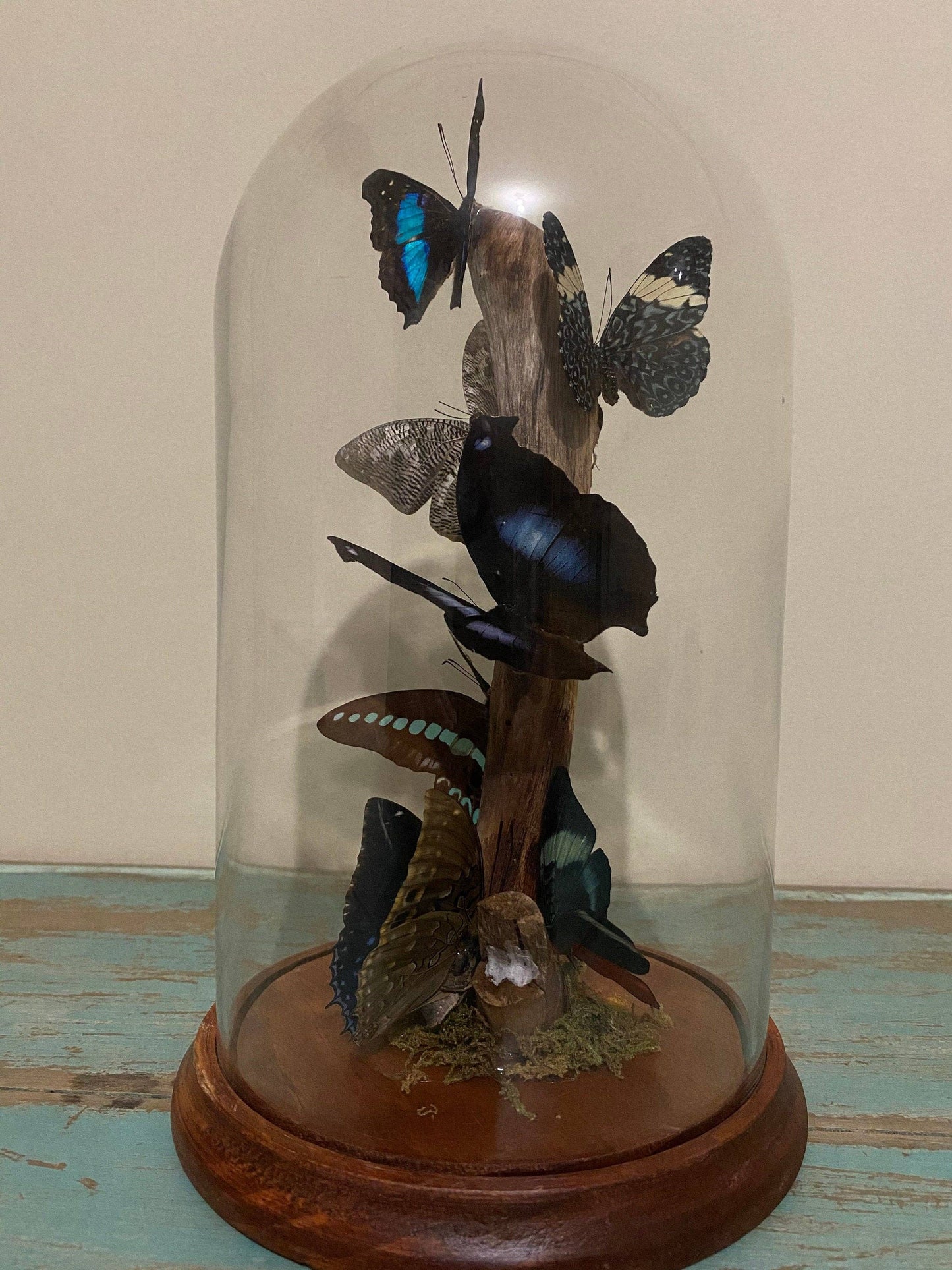 Multi-butterflies in a XLarge Glass Dome