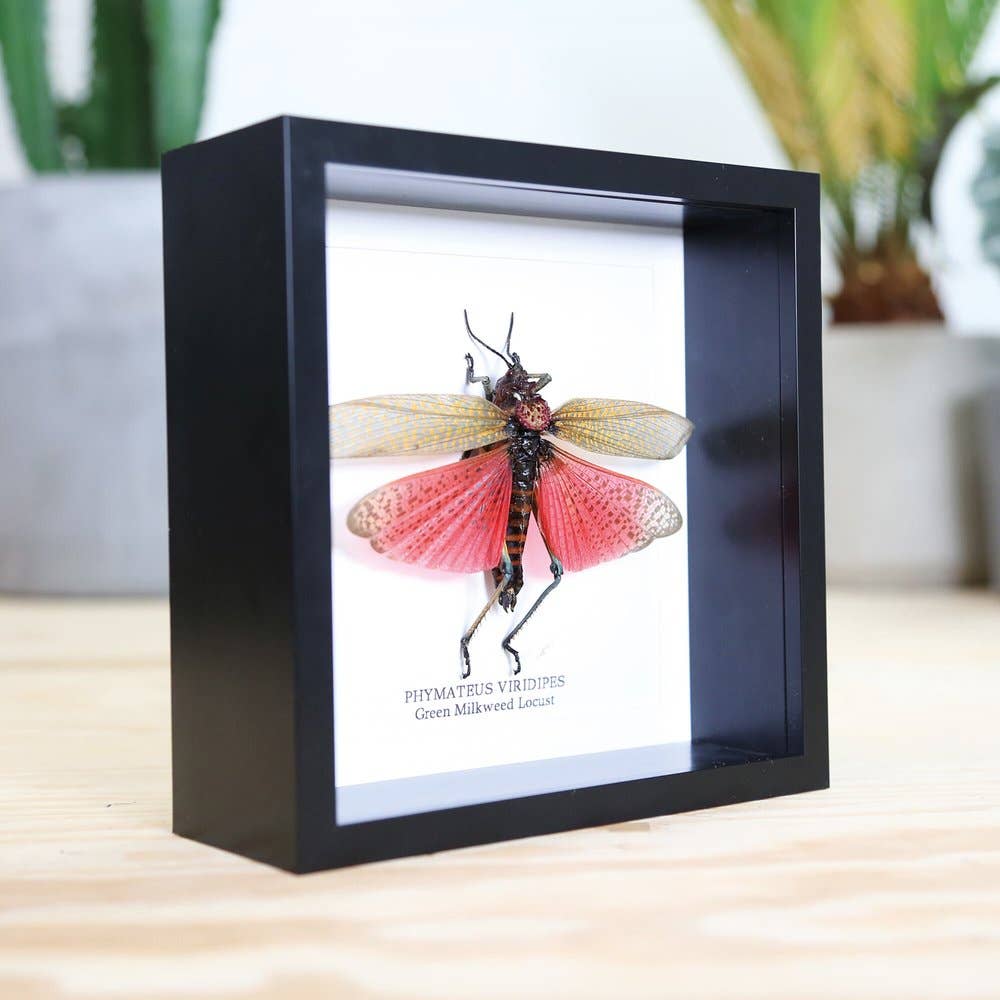 Green Milkweed Locust Taxidermy Box Frame