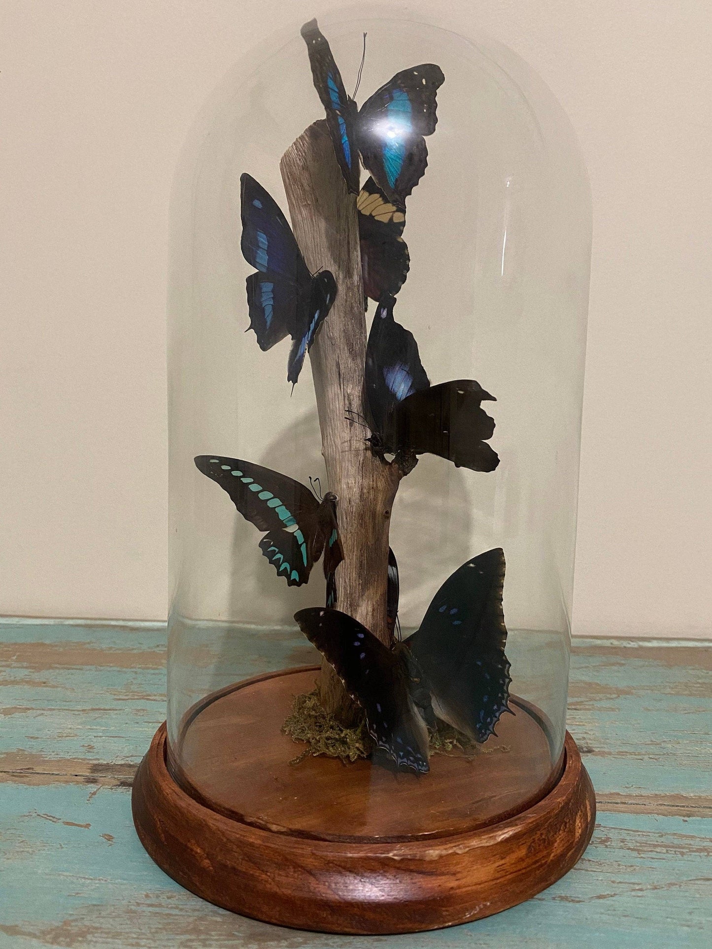 Multi-butterflies in a XLarge Glass Dome