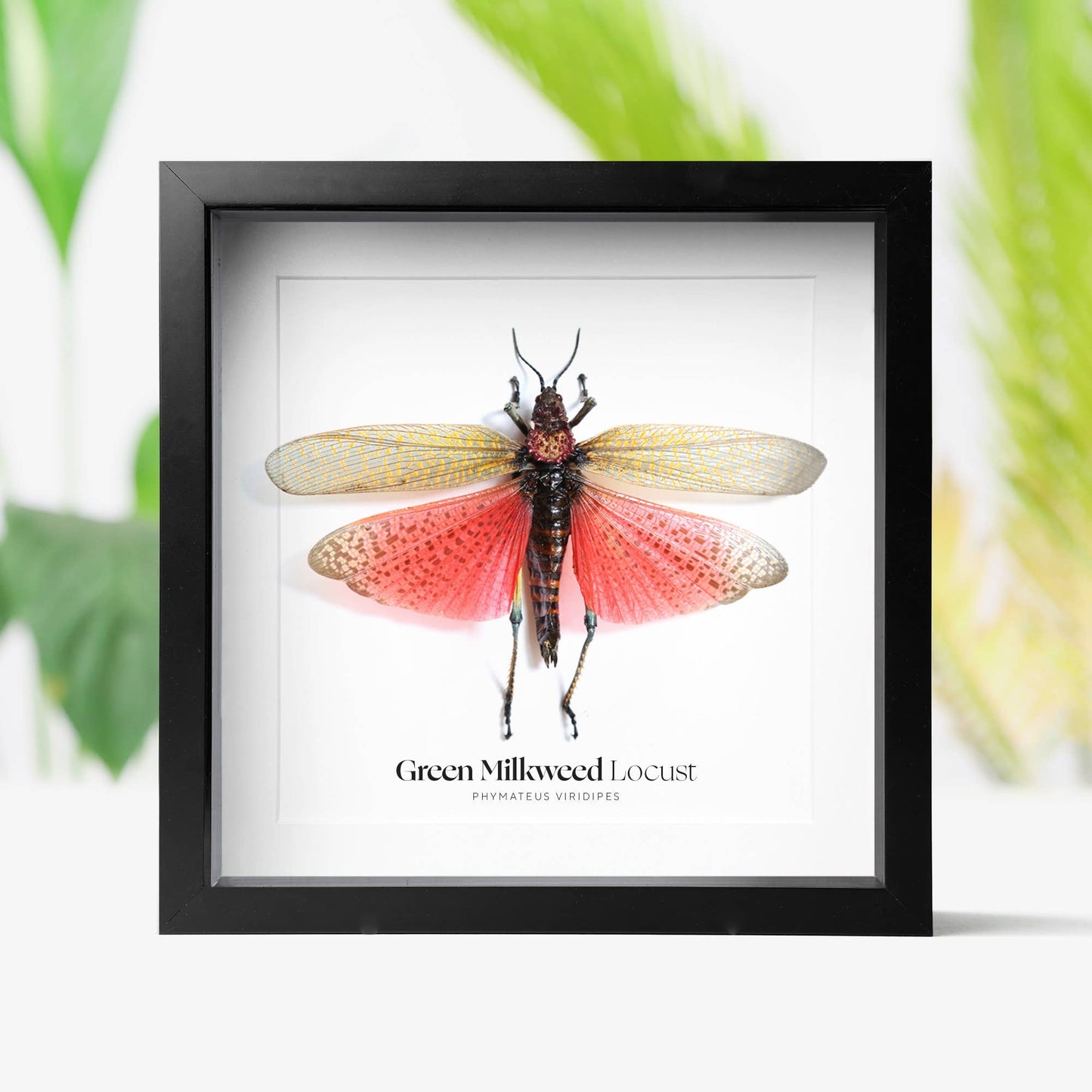 Green Milkweed Locust Taxidermy Box Frame