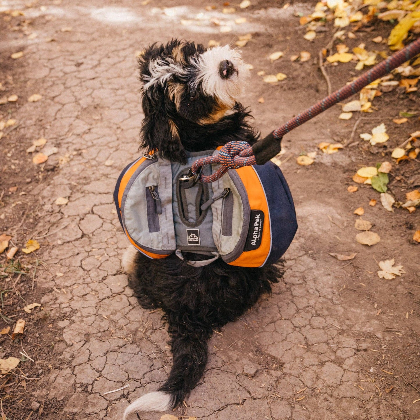 Adventurer 2-piece Dog Pack With EZ Latch™  Harness - MILE H