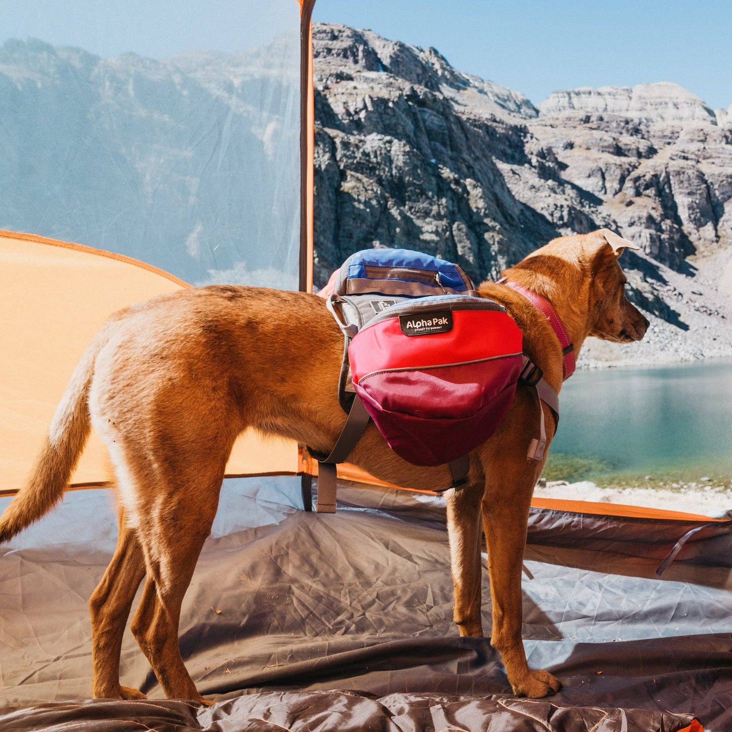 Adventurer 2-piece Dog Pack With EZ Latch™  Harness - SUNSET