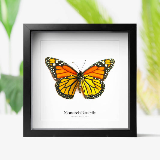 Monarch Butterfly Insect Bug Taxidermy Box Frame