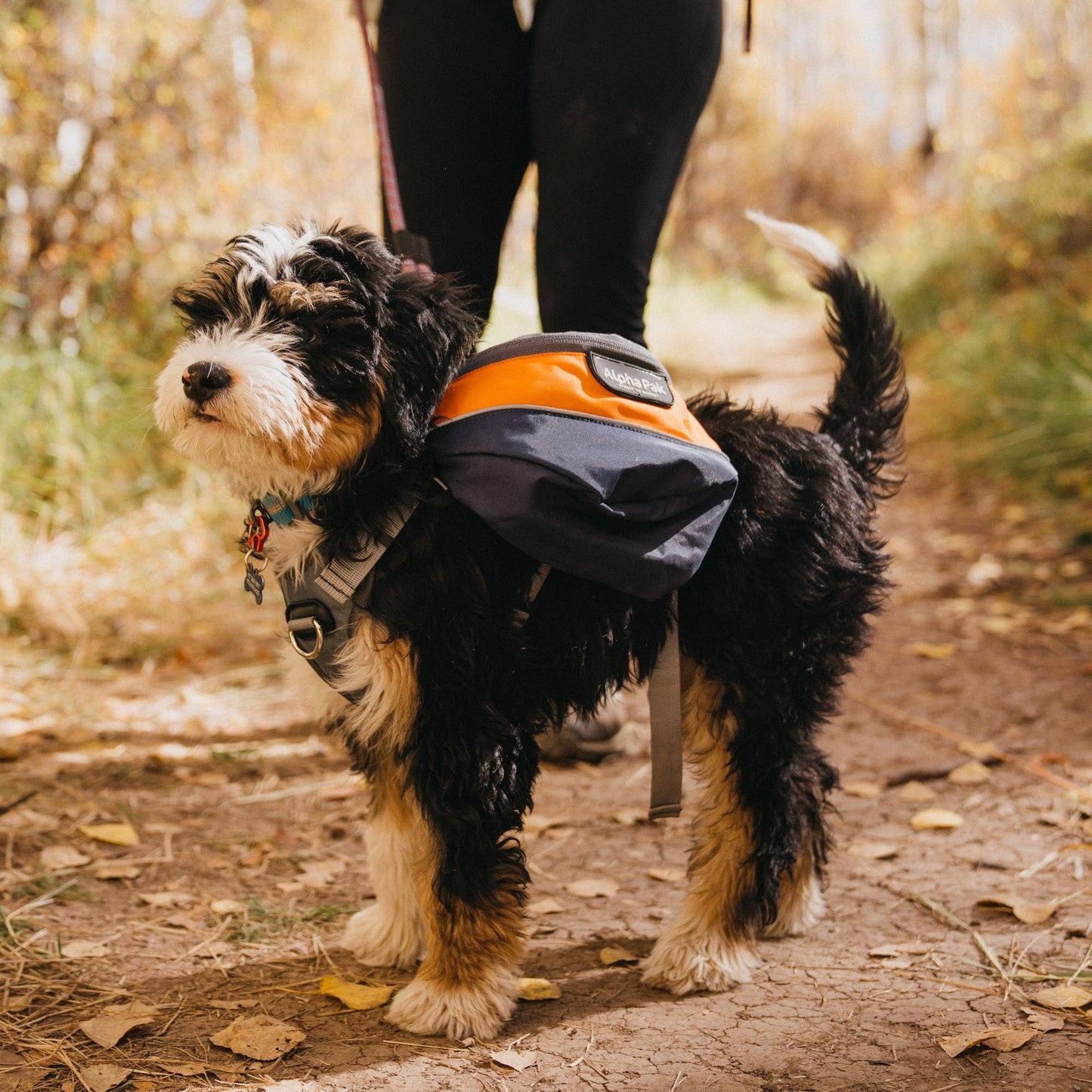 Adventurer 2-piece Dog Pack With EZ Latch™  Harness - MILE H
