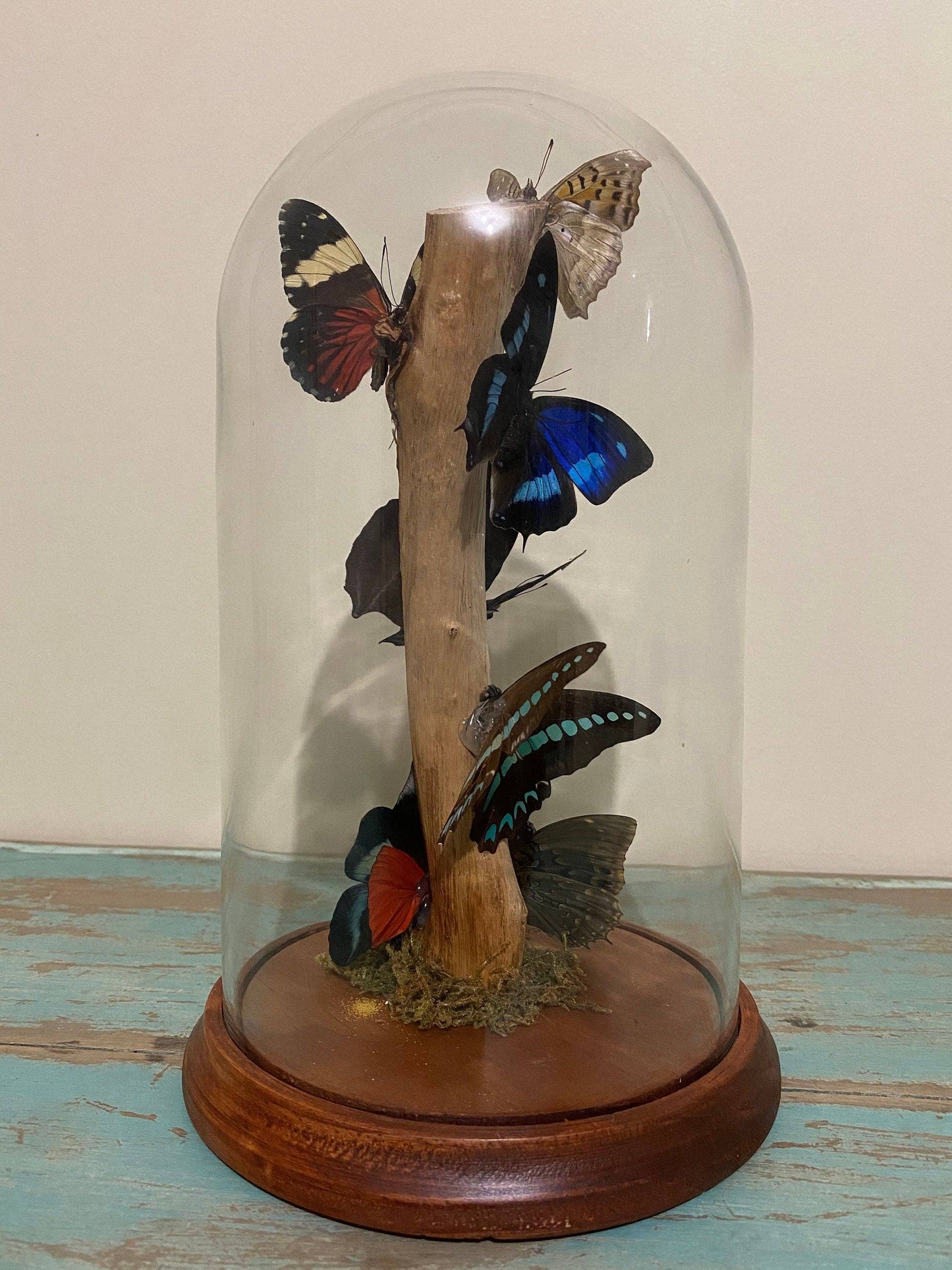 Multi-butterflies in a XLarge Glass Dome