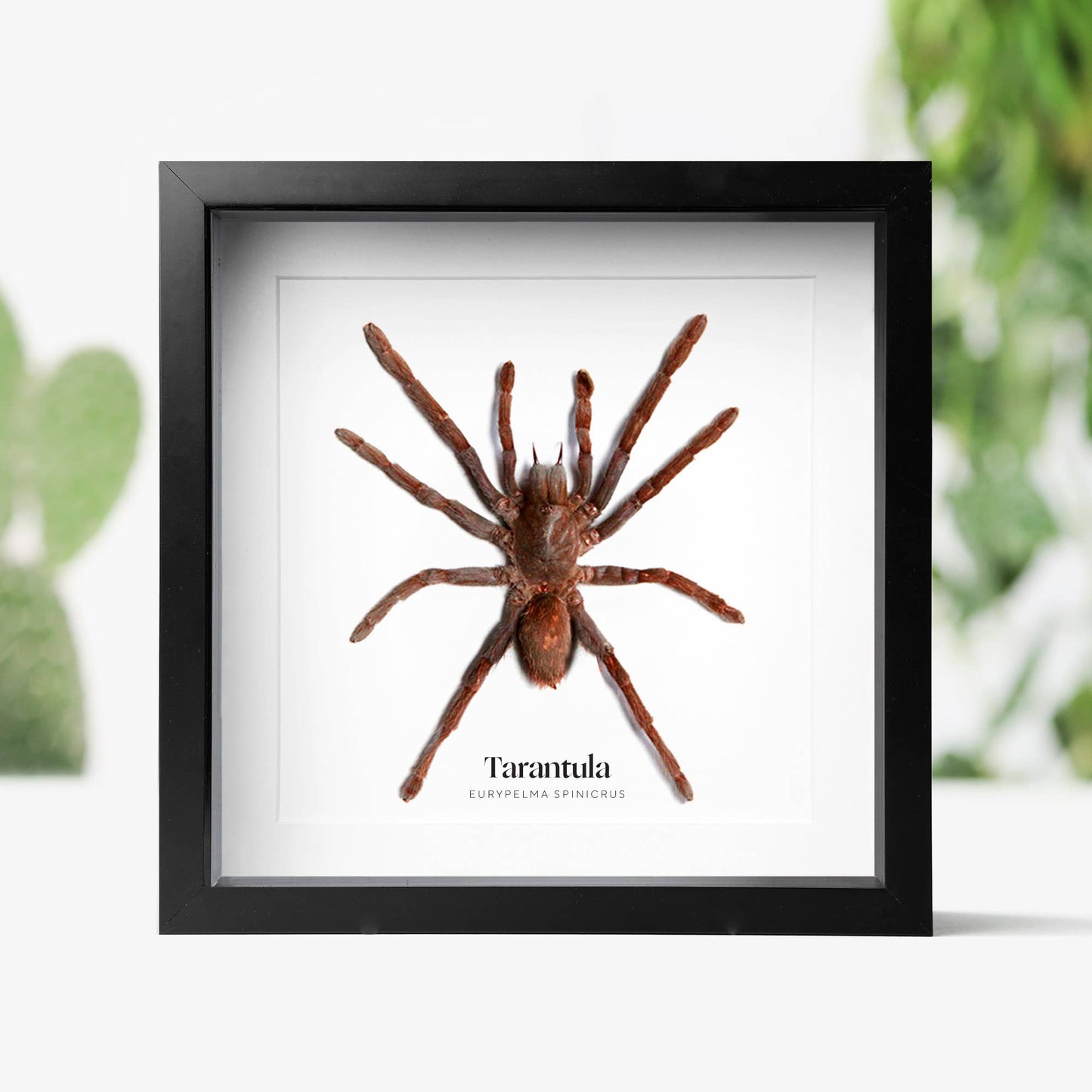 Tarantula Insect Bug Taxidermy Box Frame