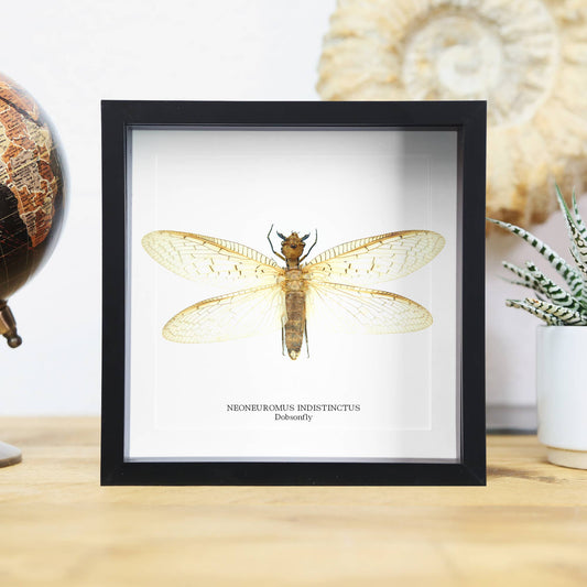 Dobsonfly Taxidermy Box Frame