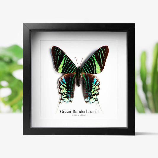 Green-Banded Urania Butterfly Taxidermy Box Frame