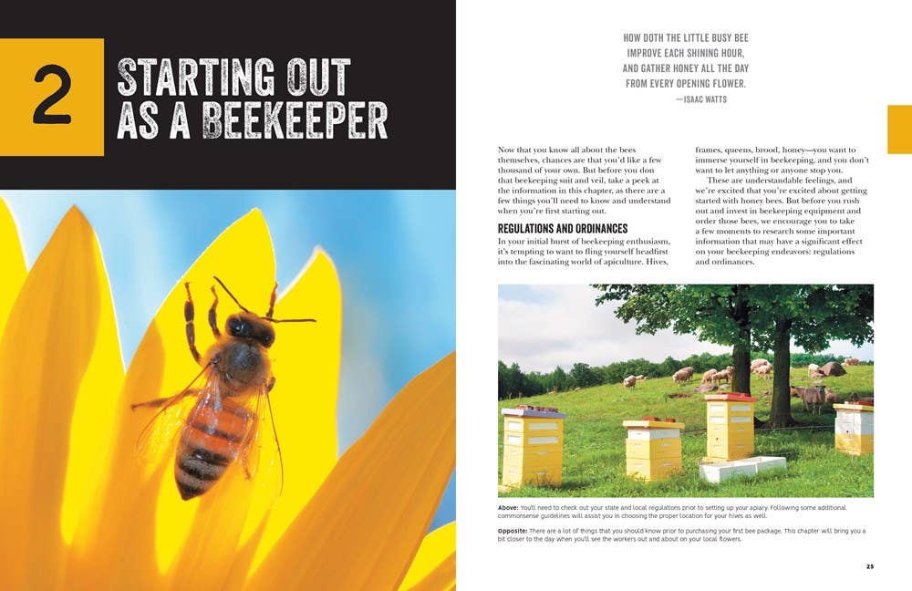 Beginner's Guide to Beekeeping: Everything You Need to Know