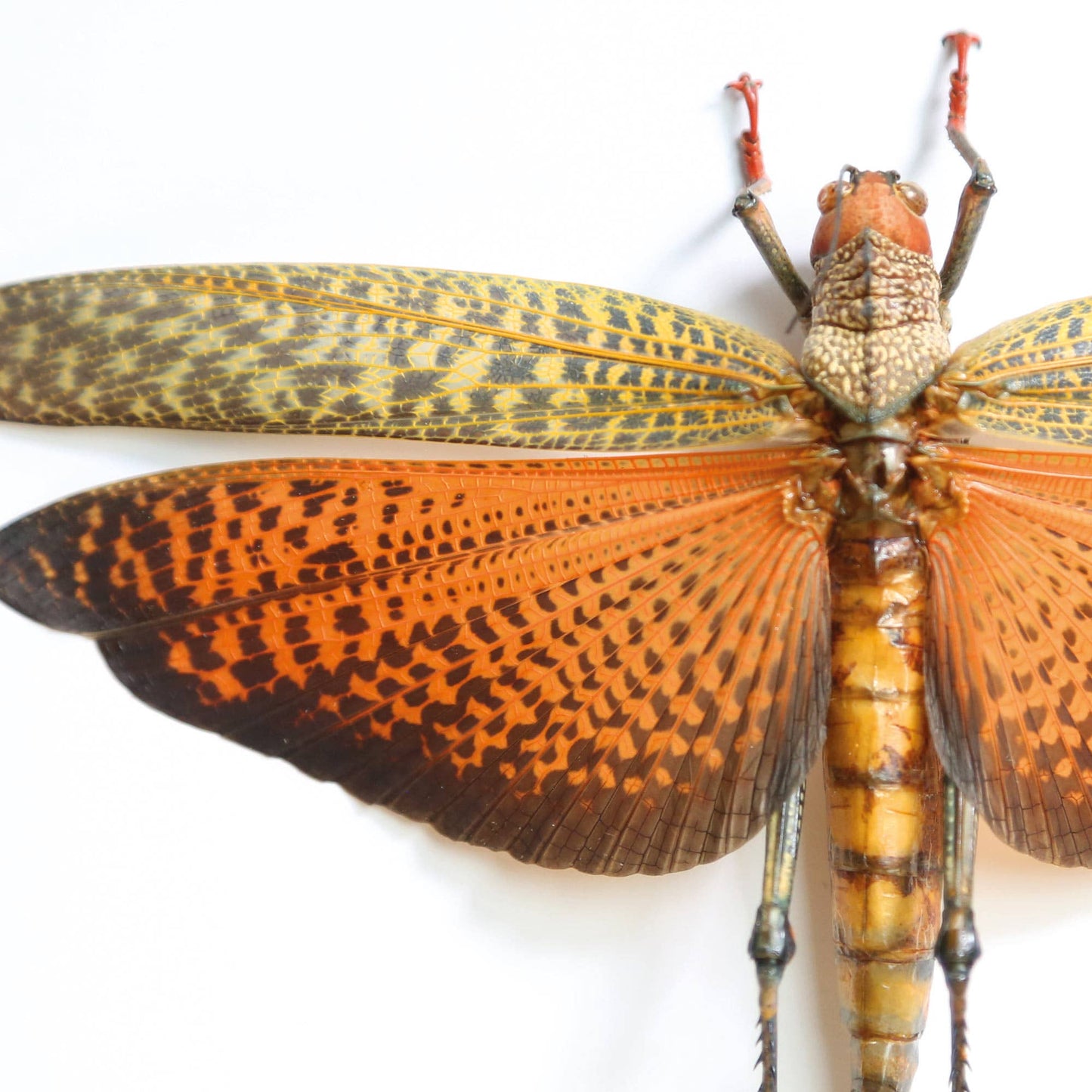 Giant Orange Grasshopper Insect Bug Taxidermy Box Frame