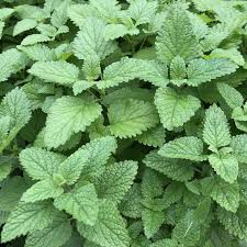 Lemon Balm Leaf
