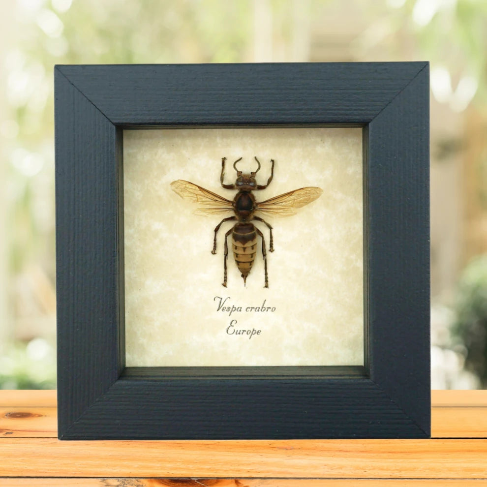 Vespa crabro Banded European Hornet